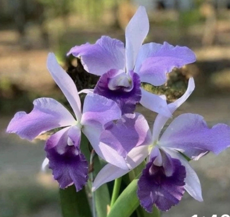 Cattleya orchid plant with purple and white ruffled blooms on green stems