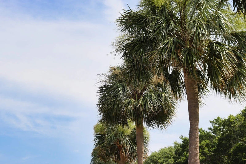 10 Hardy SABAL PALM TREE Cabbage Palmetto Flower Seeds Flowering Plants