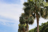 10 Hardy SABAL PALM TREE Cabbage Palmetto Flower Seeds Flowering Plants