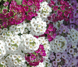 ALYSSUM PALETTA MIX Lobularia Maritima - 1,100 Bulk Seeds Garden Plants