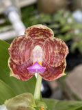 Original Phal Phalaenopsis Ld Java Canary x Mituo Golden Tiger-FRAGRANT Orchids