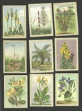Flowers Garden White Water Lily Fab Card   Collection Lily