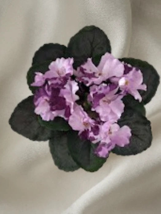 8" ARTIFICIAL semi-miniature Semi-Miniature African Violet Flowering Plants