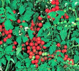 Large SWEET CHERRY Tomato 25-Seeds Organic Grown Unique Creek Homestead Gardens Garden Plants