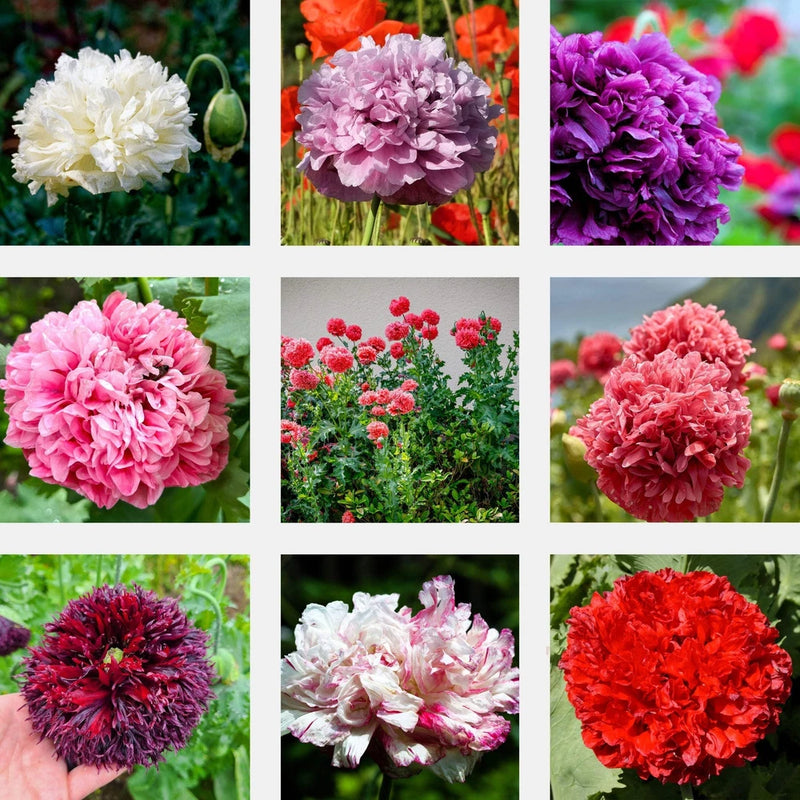 250 Organic PEONY POPPY MIXED COLORS Papaver Paeoniflorum Red Pink Flower Seeds Peony