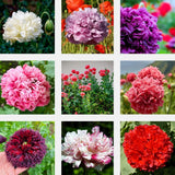 250 Organic PEONY POPPY MIXED COLORS Papaver Paeoniflorum Red Pink Flower Seeds Peony
