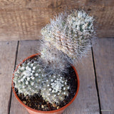 D2727 COPIAPOA PEPINIANA V. FIEDLERIANA pot15-H16-W23 cm MaMa Cactus Green Plant