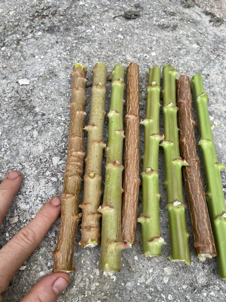 YUCA CASSAVA 8 live cuttings 8-12Ó Manihot Esculenta stem.  Organic Grown FL Green Plant