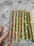 YUCA CASSAVA 8 live cuttings 8-12Ó Manihot Esculenta stem.  Organic Grown FL Green Plant