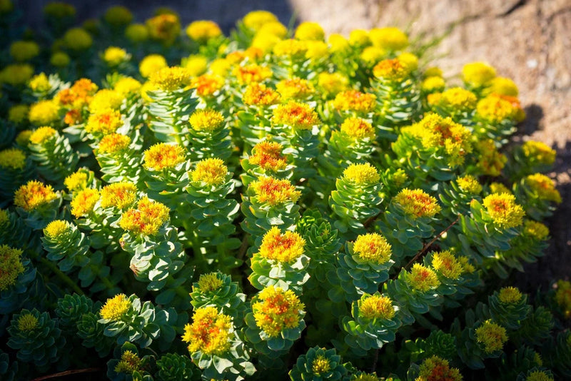 Golden rose sedum succulent with bright yellow clustered blossoms