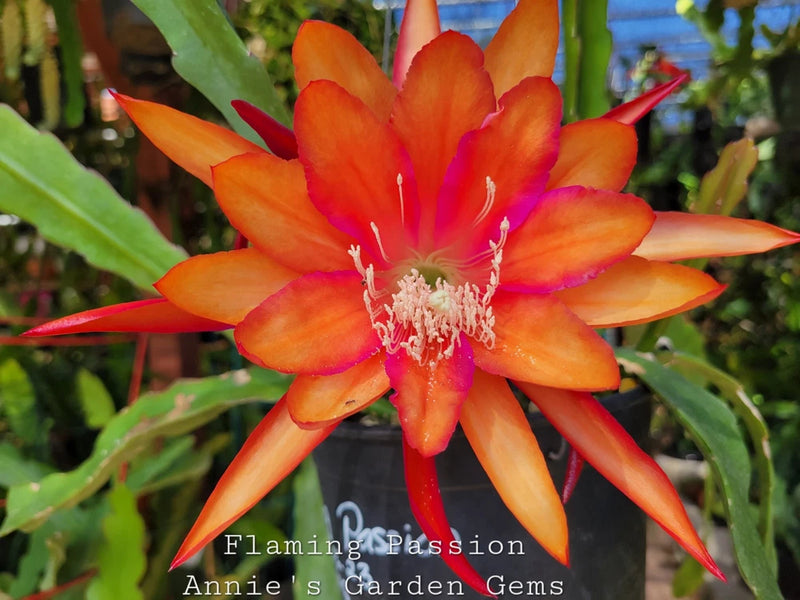 Epiphyllum orchid flower with orange and red petals and visible stamens