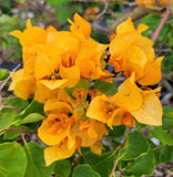 Set 2 California Gold Bougainvillea Live Plants - 4-10" Tall - Flowering Vine Flowering Plants