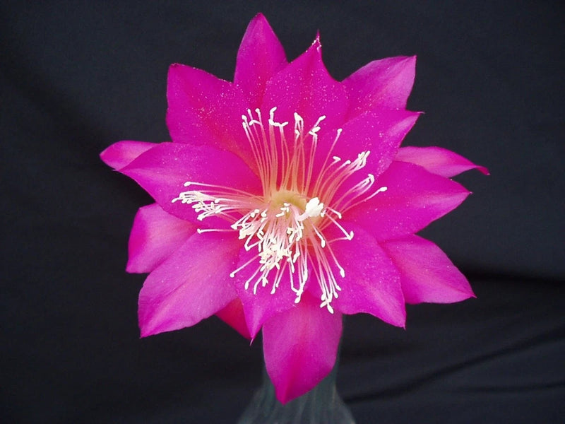 Orchid cactus flower with bright pink petals and white stamens
