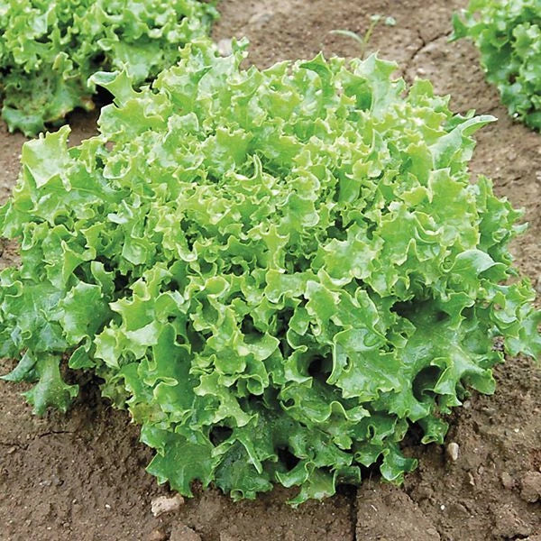 800+ TANGO LEAF LETTUCE SEEDS FRESH HARVEST FOR GARDENS Garden Plants