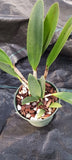 Orchid Cattleya Brassavola Small World x Sun Spots 4" pots Mad Happenings Orchids