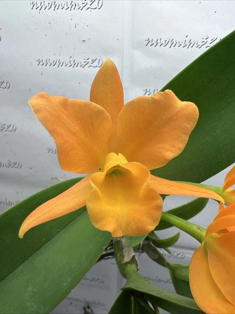 Orange and yellow orchid bloom with green leaves