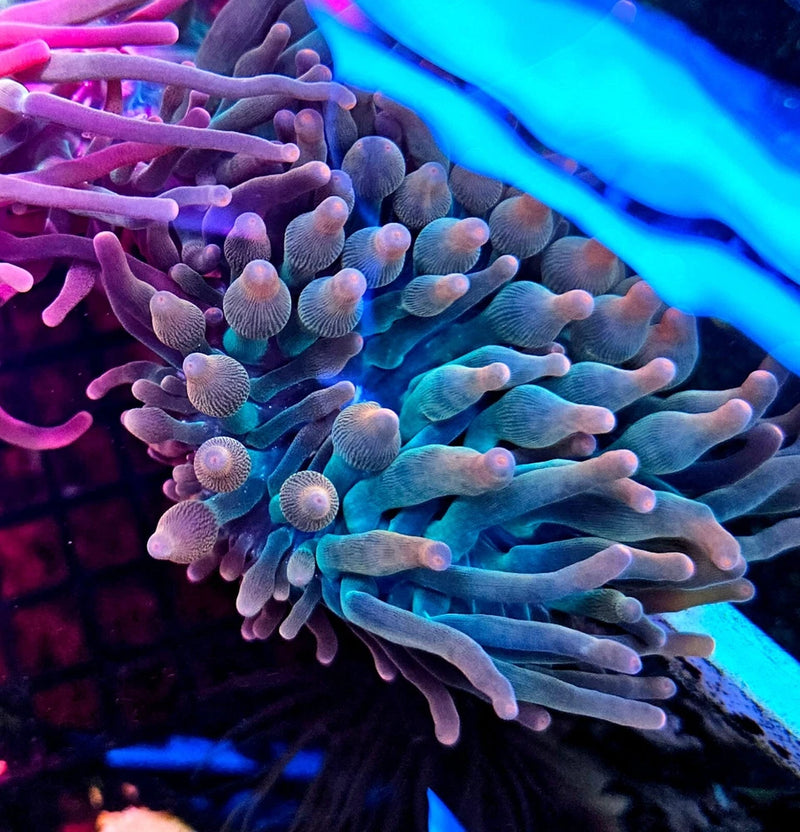 Rainbow bubble tip anemone live coral Anemone