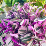 3 Unrooted Tradescantia Nanouk Cuttings 3Ó-4Ó Rare Pink Wandering Jew Houseplant Green Plant
