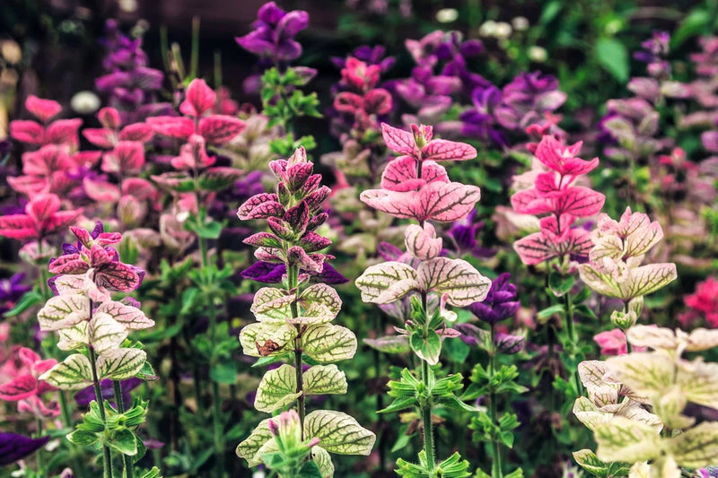75 TRICOLOR CLARY SAGE Mix Blue Pink White Salvia Viridis Horminum Herb Flower S Flowering Plants