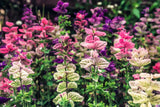 75 TRICOLOR CLARY SAGE Mix Blue Pink White Salvia Viridis Horminum Herb Flower S Flowering Plants