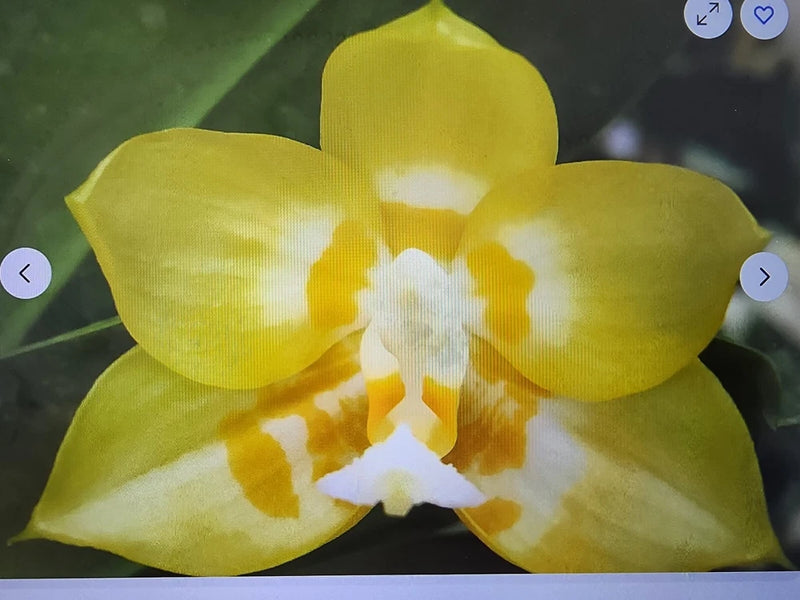 Yellow and white orchid flower with five petals and central star-shaped bloom