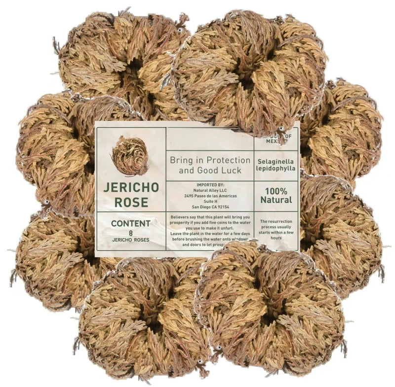 Rose of Jericho Dried Plants - Rosa de Jerico Original, Dried Fern Like Scale Le Flowering Plants