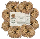 Rose of Jericho Dried Plants - Rosa de Jerico Original, Dried Fern Like Scale Le Flowering Plants