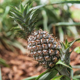 15+ White Jade Pineapple Seeds for Garden Planting - USA - FREE SHIPPING! Garden Plants