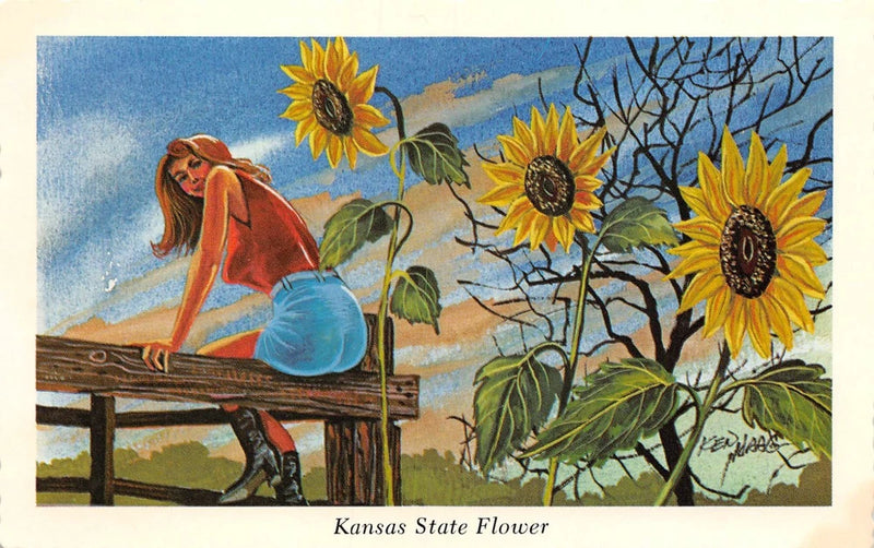 #K1623     KANSAS    STATE FLOWER    POSTCARD,   SUNFLOWER Sunflower