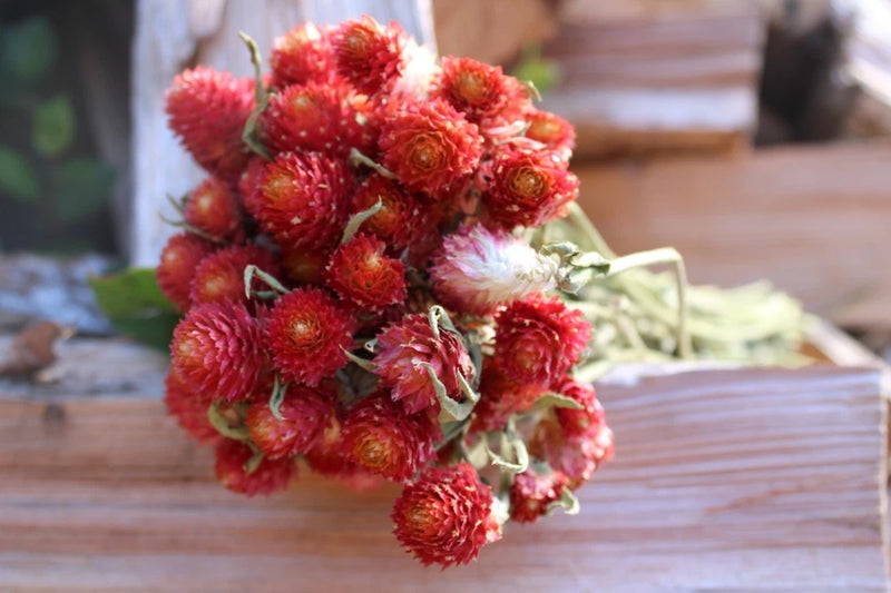 Dried red globe amaranth flower bunch with clustered blooms and stems