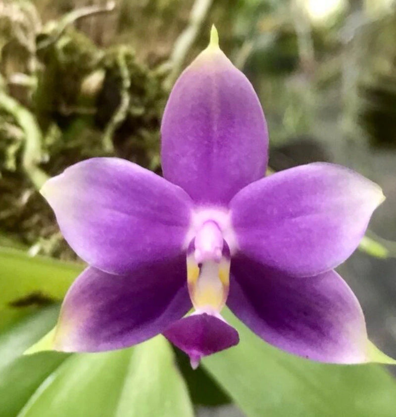 Purple orchid blossom with five petals and yellow-pink center lip