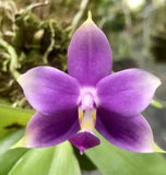 Phalaenopsis violacea var indigo Orchids