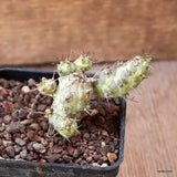 D4670 EUPHORBIA SP. CAPE GUARDAFUI pot7-H5-W6 cm MaMa Cactus Green Plant
