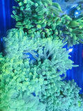 Md/Lg Size Green Bubble Tip Anemone 4-5ÓLg BTA Assorted Shades of Green Anemone