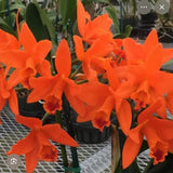 (736-2) Rth Linda Vee 84        BS Orchids