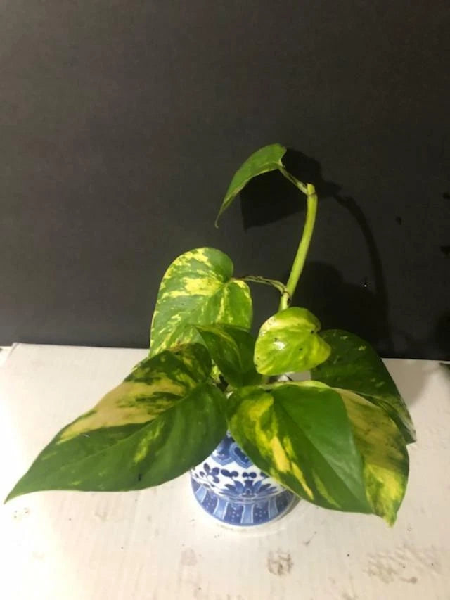 GOLDEN PATHOS INDOOR/OUTDOOR LIVE PLANT (5 Rooted cuttings, 4"-6") DEAL Garden Plants