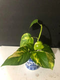 GOLDEN PATHOS INDOOR/OUTDOOR LIVE PLANT (5 Rooted cuttings, 4"-6") DEAL Garden Plants