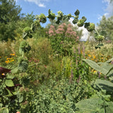 Horehound Seeds (Marrubium vulgare) ~Traditional Herb Native Pollinator Garden Garden Plants