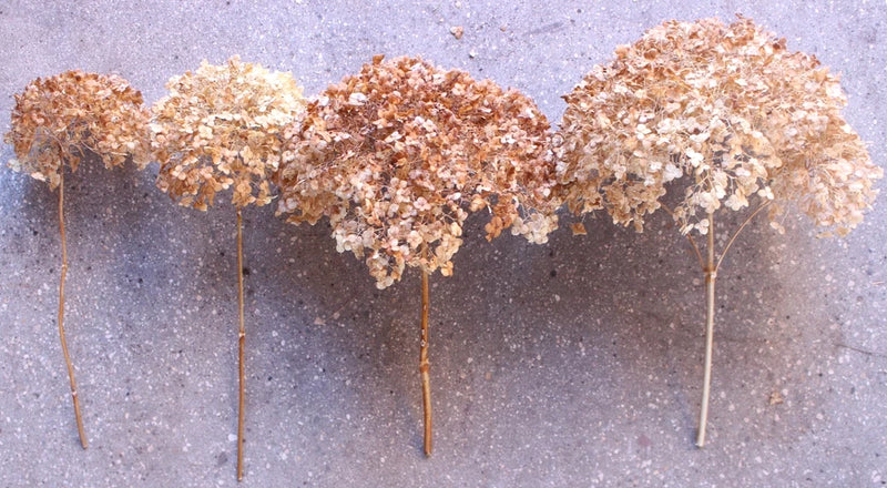 Hydrangea-Dried-ARTS/CRAFTS-NATURAL-Not Treated-4 CT.-Wedding/Real/Flowers/DŽcor Hydrangea
