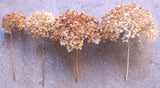 Hydrangea-Dried-ARTS/CRAFTS-NATURAL-Not Treated-4 CT.-Wedding/Real/Flowers/DŽcor Hydrangea
