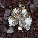 D3376 COPIAPOA LAUII pot10-H3-W5 cm MaMa Cactus Green Plant