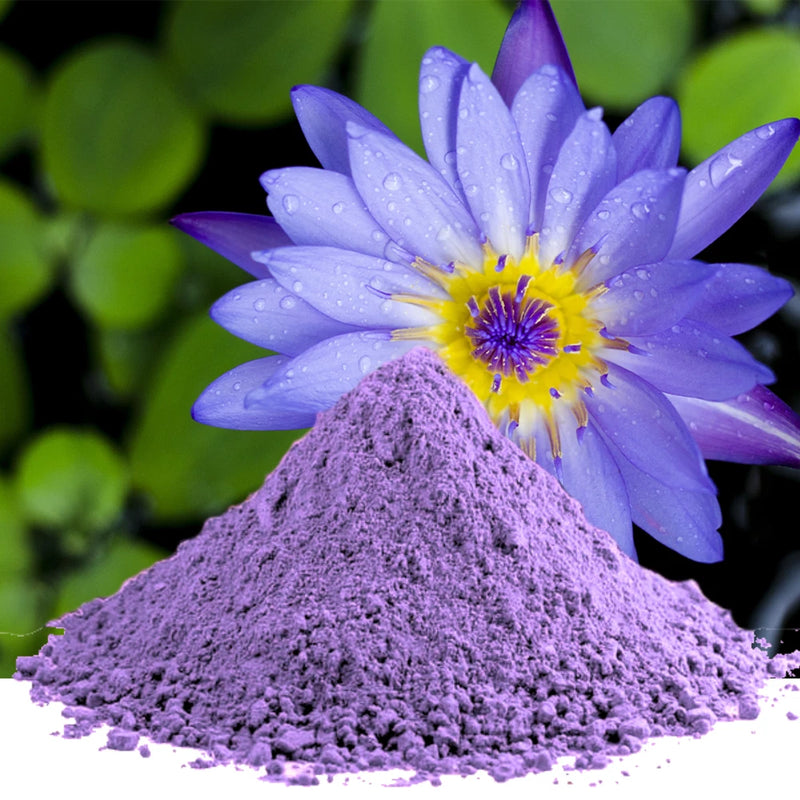 Blue lotus flower powder, fine purple powder with a fresh purple water lily bloom