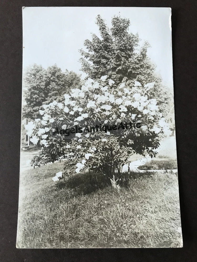 RPPC~ Large Hydrangea Bush Hydrangea