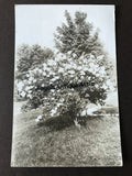RPPC~ Large Hydrangea Bush Hydrangea
