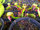 250 Cobra Lily/ Darlingtonia Californica SEEDS Lily