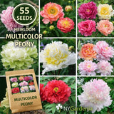 55 Multicolor Peony Seeds Heirloom Garden Flower Mix Easy Grow Flowering Plants