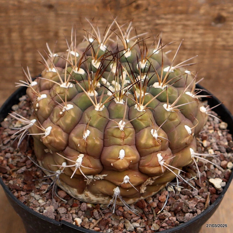Gymnocalycium cactus in black pot, green ridged body with white spines
