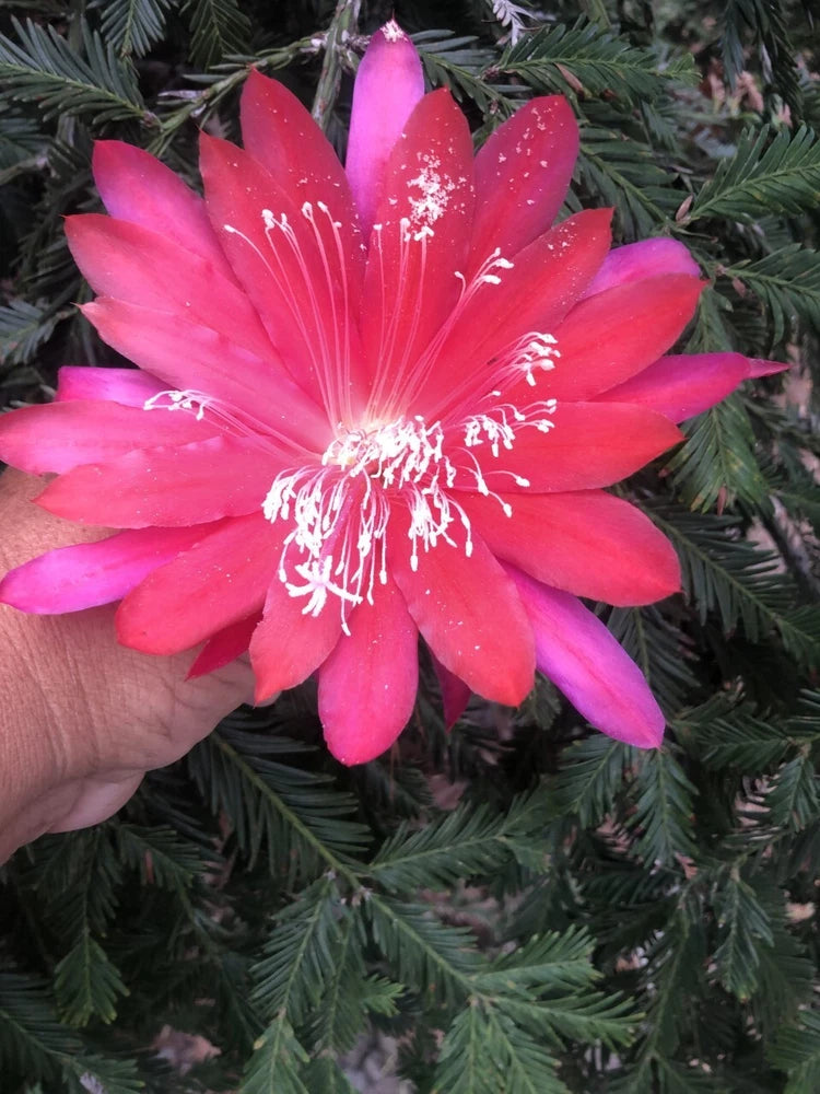 Orchid cactus flower with bright pink petals and white stamen detail
