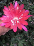 Epiphyllum, Orchid Cactus, " AFRO DESIA ", Don's Quart pots MAR/3 Orchids