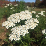 Yarrow Seeds (Achillea millefolium) ~Traditional Herb Native Pollinator Garden Garden Plants